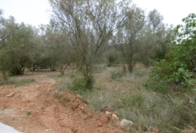 la Vall d'Alba 7456&nbsp;m²