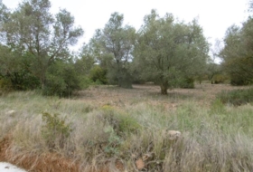 la Vall d'Alba 7456&nbsp;m²