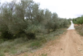 la Vall d'Alba 7456&nbsp;m²