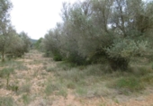 Terreno no urbanizable en venta en la España, Vall d'Alba, ref: TR303072 foto