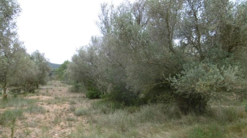 Castellón - Vall d'Alba - 7456m2