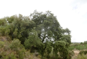 la Vall d'Alba 7456&nbsp;m²