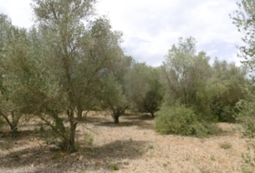 la Vall d'Alba 7456&nbsp;m²