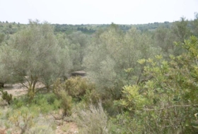 la Vall d'Alba 7456&nbsp;m²