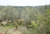 Terreno no urbanizable en venta en la España, Vall d'Alba, ref: TR303072 foto