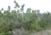 Terreno no urbanizable en venta en la España, Vall d'Alba, ref: TR303072 foto