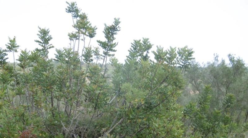 Castellón - Vall d'Alba - 7456m2