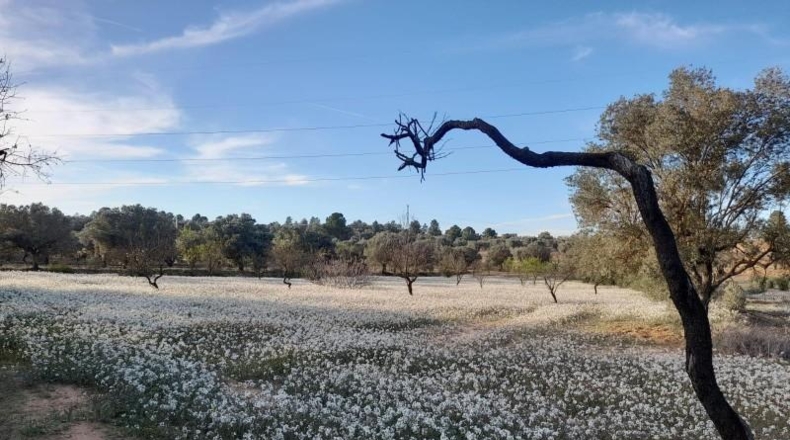 Murcia - Cieza - 5497m2