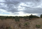 Terreny no urbanitzable en venda a la España, Bollullos Par del Condado, ref.: TR341606 foto