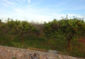 Terreno no urbanizable en venta en la España, Vila-real, ref: TR300427 foto