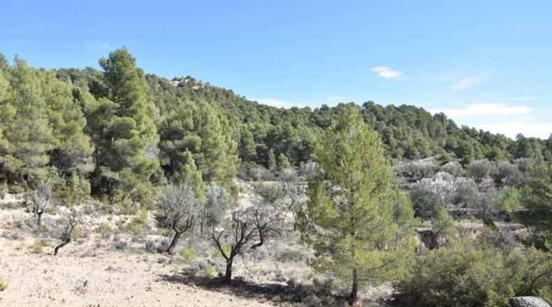 Teruel - Fuentespalda - 27505m2