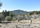 Terreno no urbanizable en venta en la España, Fuentespalda, ref: TR315770 foto