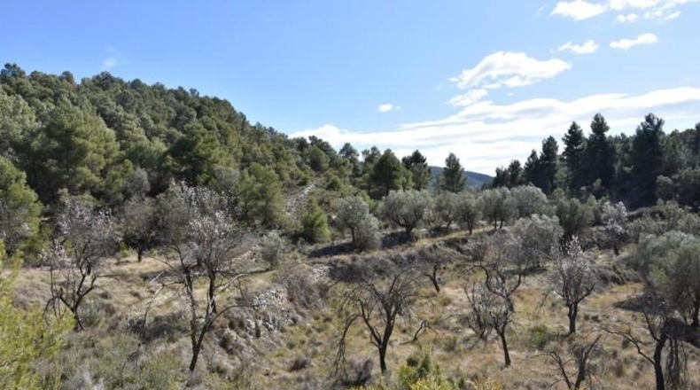 Teruel - Fuentespalda - 27505m2