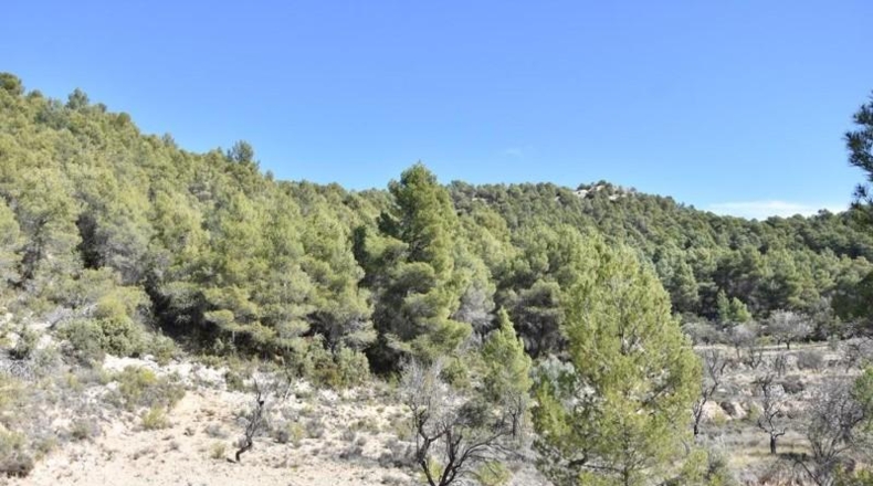 Teruel - Fuentespalda - 27505m2