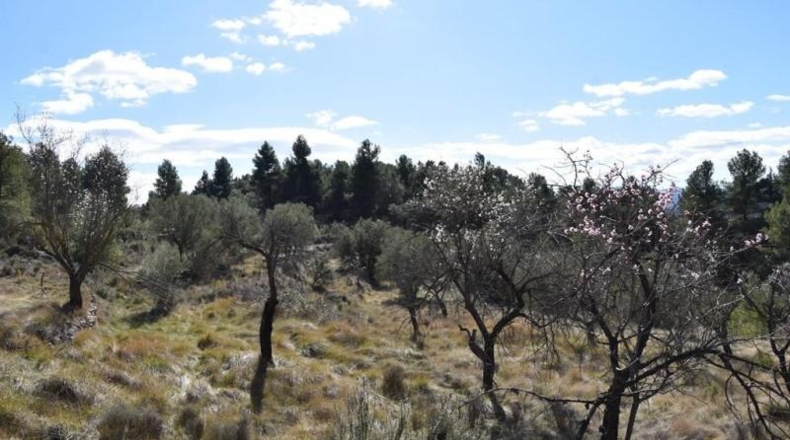 Teruel - Fuentespalda - 27505m2