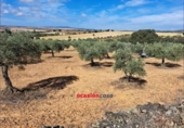 Non-developable land for sale on España, La Granjuela, ref: TR296649 photo