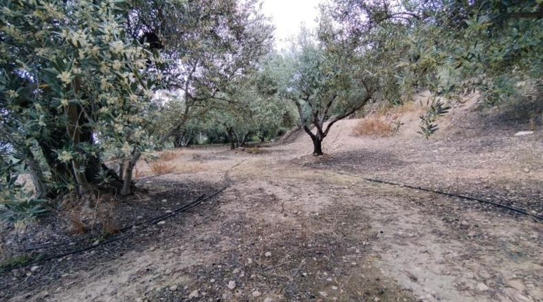 Murcia - Calasparra - 1500m2