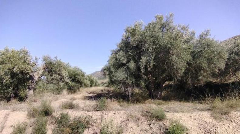 Murcia - Calasparra - 1600m2