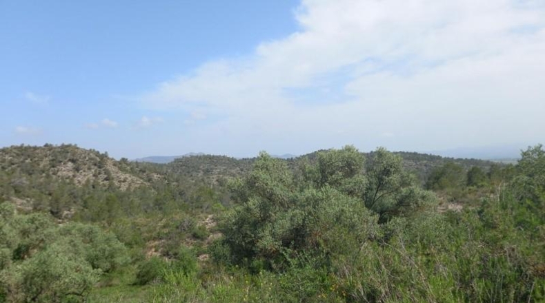 Tarragona - Miravet - 10047m2
