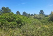 Terreno no urbanizable en venta en la España, Vall d'Alba, ref: TR312010 foto