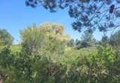 Terreno no urbanizable en venta en la España, Vall d'Alba, ref: TR312010 foto