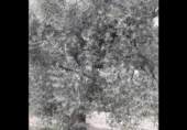 Non-developable land for sale on España, Moratalla, ref: TR143958 photo
