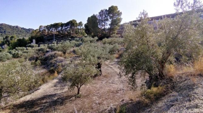 Múrcia - Calasparra - 3300m2