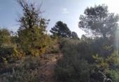 Terreno no urbanizable en venta en la España, Llíria, ref: TR115232 foto