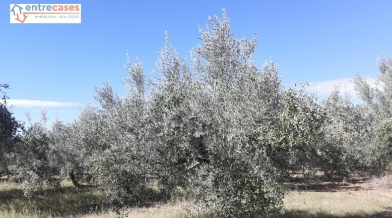 Castellón - Jérica - 464m2