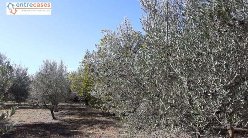 Castellón - Jérica - 464m2