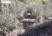 Terreno no urbanizable en venta en la España, Jérica, ref: TR178404 foto