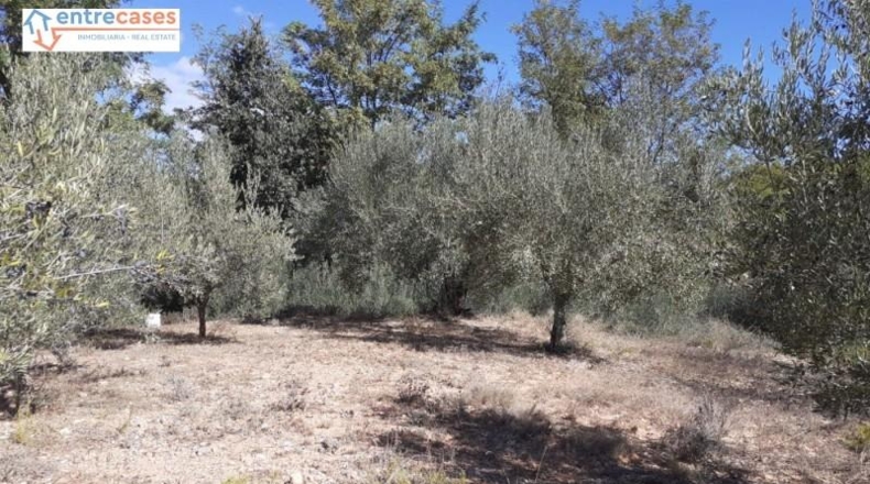 Castellón - Jérica - 464m2