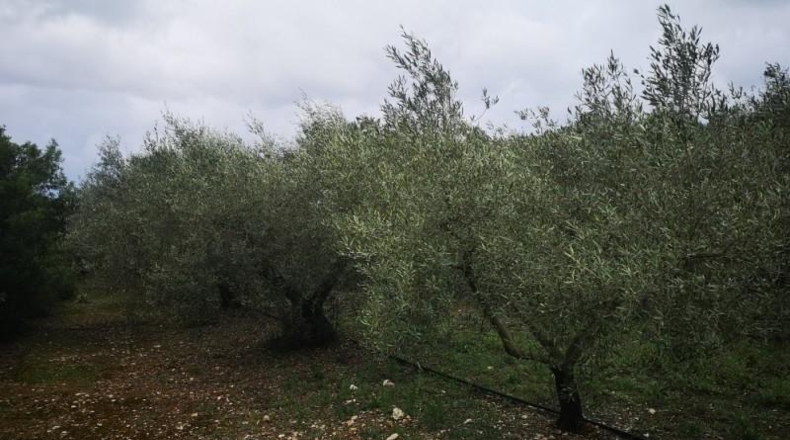 Tarragona - Ulldecona - 6122m2