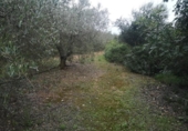 Terreno no urbanizable en venta en la España, Ulldecona, ref: TR235569 foto