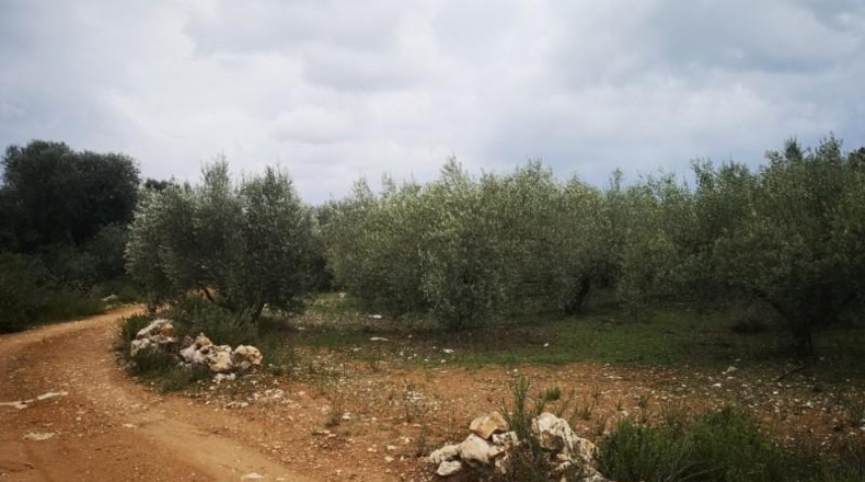 Tarragona - Ulldecona - 6122m2