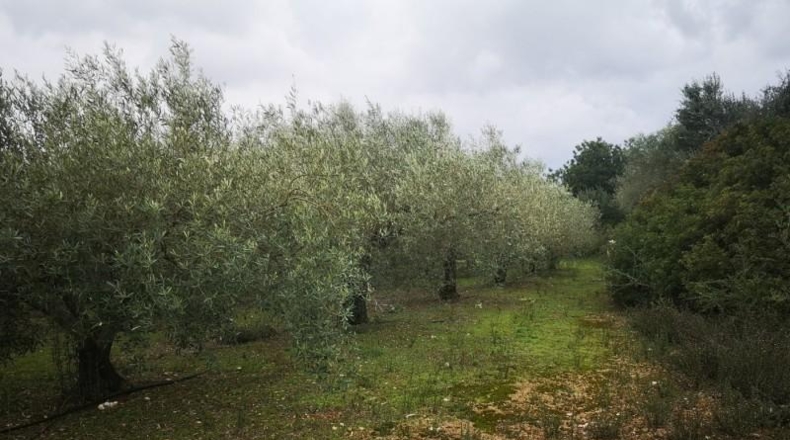Tarragona - Ulldecona - 6122m2