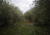 Terreno no urbanizable en venta en la España, Ulldecona, ref: TR235569 foto