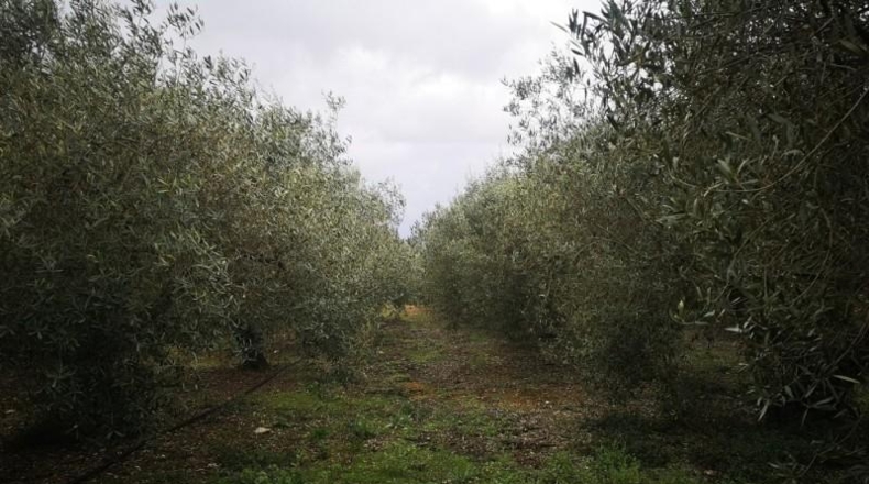 Tarragona - Ulldecona - 6122m2