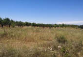 Terreno no urbanizable en venta en la España, Vall d'Alba, ref: TR121904 foto