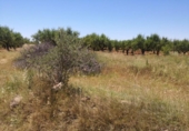 Terreno no urbanizable en venta en la España, Vall d'Alba, ref: TR121904 foto