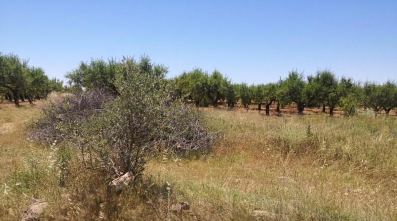 Castellón - Vall d'Alba - 5718m2