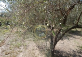 Terreno no urbanizable en venta en la España, Ontinyent, ref: TR348935 foto