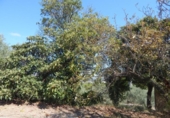 Terreno no urbanizable en venta en la España, Ontinyent, ref: TR348935 foto