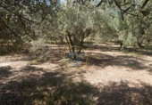 Terreno no urbanizable en venta en la España, Ontinyent, ref: TR348935 foto