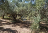 Terreno no urbanizable en venta en la España, Ontinyent, ref: TR348935 foto