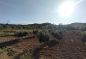 Non-developable land for sale on España, Torre del Compte, ref: TR398643 photo