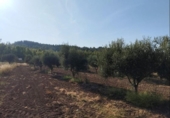 Non-developable land for sale on España, Torre del Compte, ref: TR398643 photo