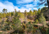 Non-developable land for sale on España, Valderrobres, ref: TR322251 photo