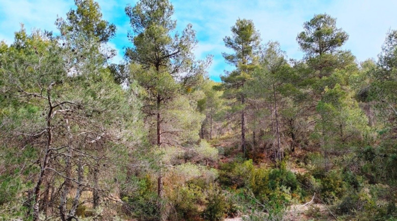 Teruel - Vall-de-roures - 38351m2