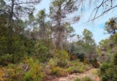 Non-developable land for sale on España, Valderrobres, ref: TR322251 photo